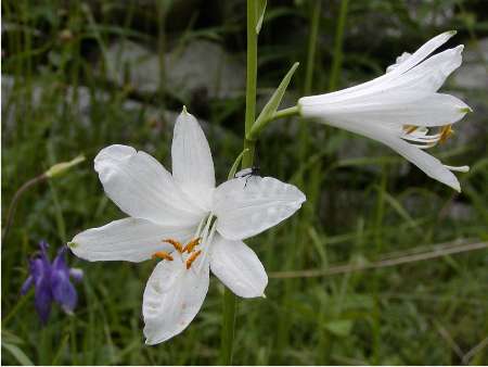 index flors blanques4