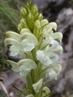 pedicularis comosa