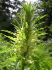 pedicularis foliosa