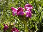 pedicularis pyrenaica