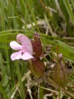 pedicularis sylvatica