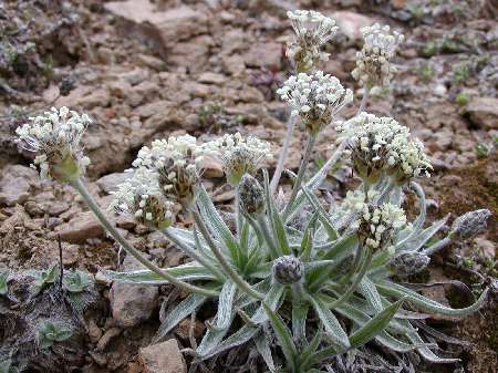 index flors blanques4