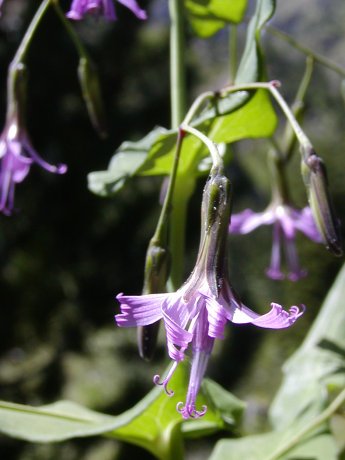 index flors blaves6
