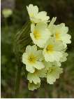 primula gran