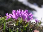 primula integrifolia