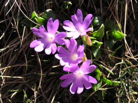 index flors vermelles4