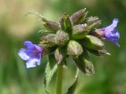 pulmonaria longifolia