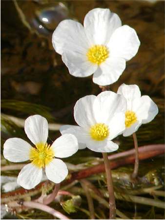 ndex flors blanques4