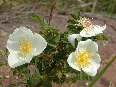 index flors blanques4