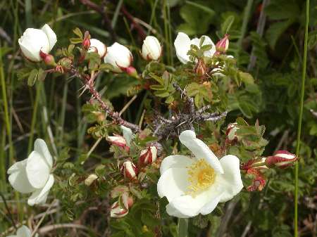 index flors blanques4