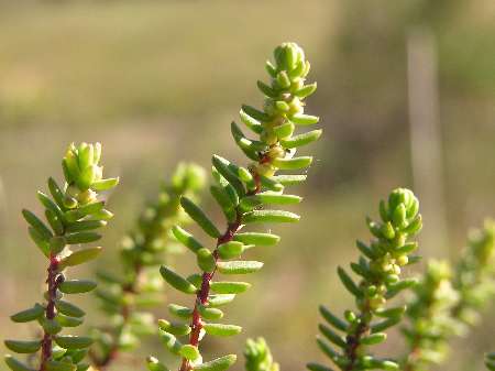 index flors verdes2