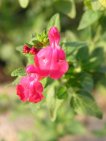 salvia microphylla