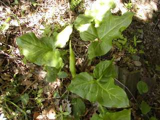 flor arum