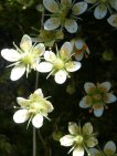 saxifraga bryoides 