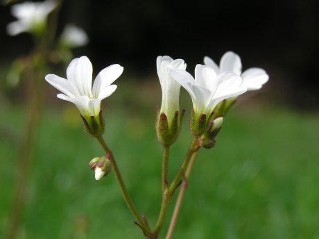 index flors blanques4