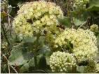 flor sedum telephium