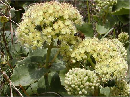 index flors blanques3.