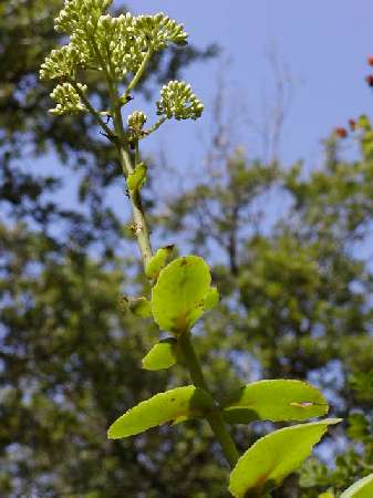 index flors blanques3