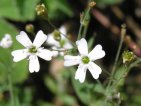 silene rupestre