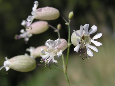 index flors blanques