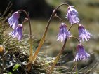 soldanella