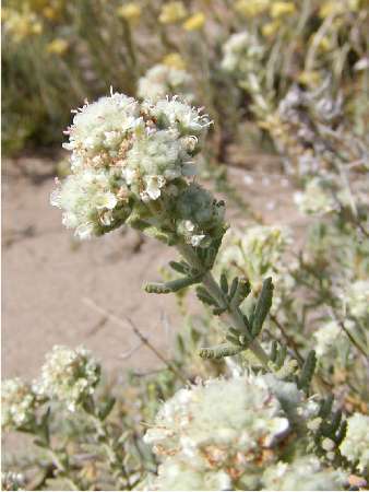 index flors blanques5