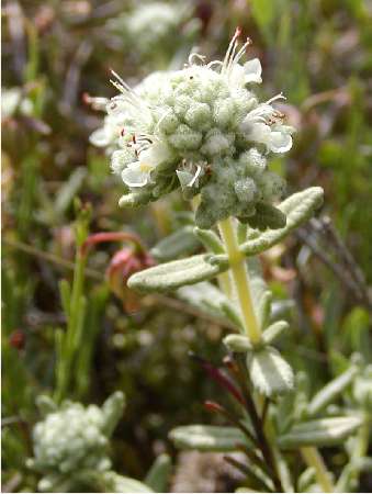 index flors blanques4