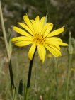 tragopogon pratensis 