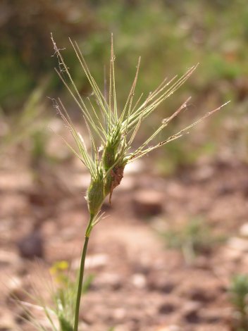 index flors verdes4