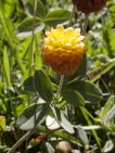 trifolium badium