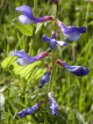 vicia onobriquioide