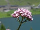 valeriana