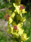 verbascum nigrum