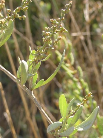 index flors verdes3