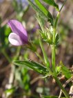 vicia bithynica 