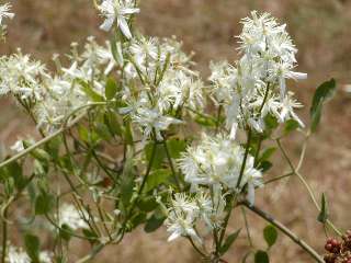 flor vidiella.