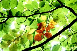 Flora