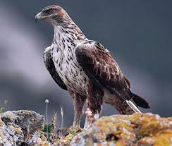 Àguila Cuabarrada