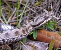 escurso iberic