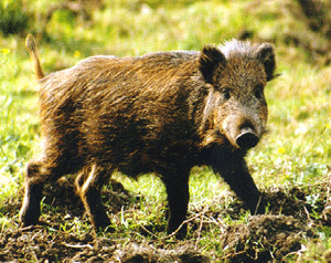 Porc Senglar