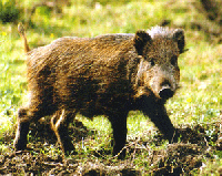 porc senglar