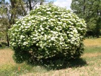 Sambucus Nigra