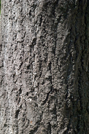 escorça del ginkgo