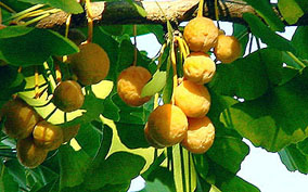 fruit del ginkgo