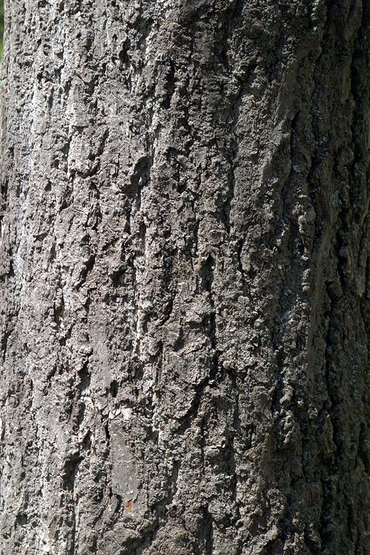 escorça del ginkgo