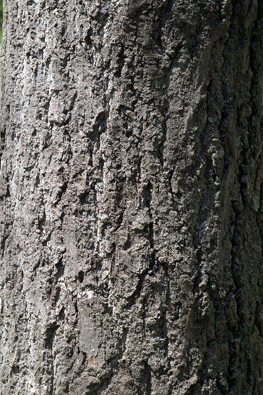 escorça del ginkgo