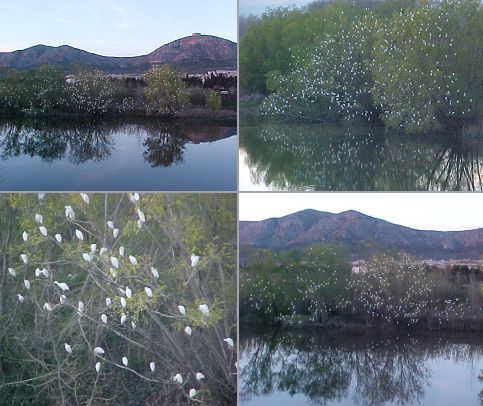 Imatges cedides per Benet Amat, del CRP del Baix Empord