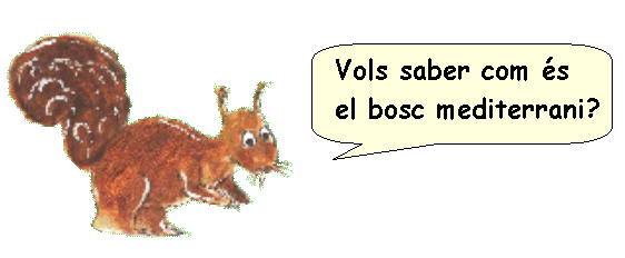 Bosc mediterrani Bosc mediterrani