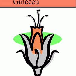 gineceu
