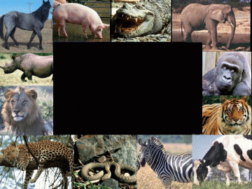 Animals, nom i fotos -TocaToca-